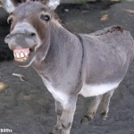 Alliance logo of JACKASS